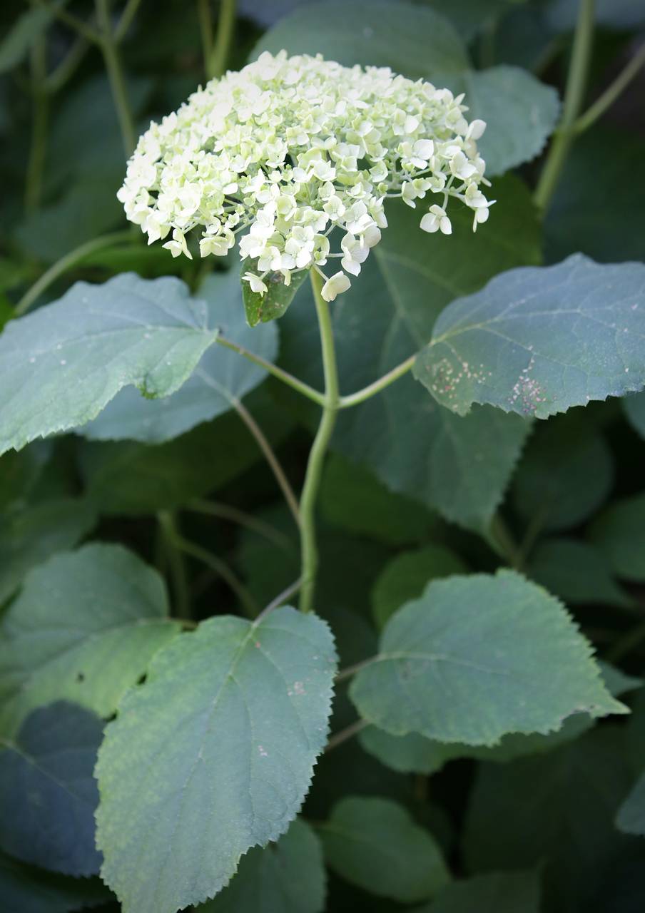 Photo of Smooth Hydrangea